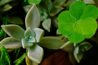 5 plants people grow for luck, that have better practical benefits that many probably haven't heard about