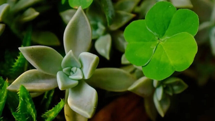 5 plants people grow for luck, that have better practical benefits that many probably haven't heard about