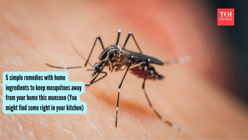 5 simple remedies with home ingredients to keep mosquitoes away from your home this monsoon (You might find some right in you