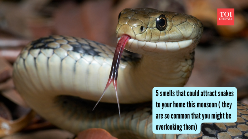 5 smells that could attract snakes to your home this monsoon ( they are so common that you might be overlooking them)