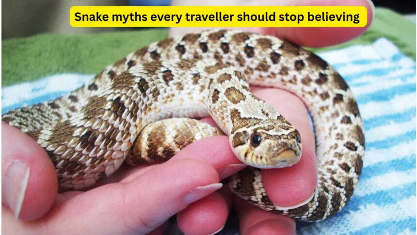 5 snake myths every traveller should stop believing and what nature lover and adventure seeker needs to know
