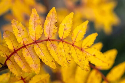 5 yellow-leaf plants to add glamour and luxury to your garden