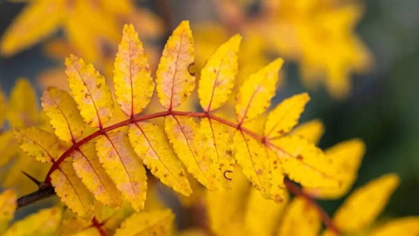 5 yellow-leaf plants to add glamour and luxury to your garden