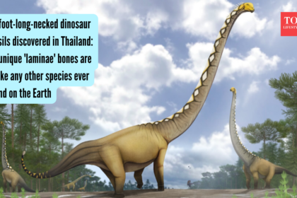 65-foot-long-necked dinosaur fossils discovered in Thailand: Its unique 'laminae' bones are unlike any other species ever fou