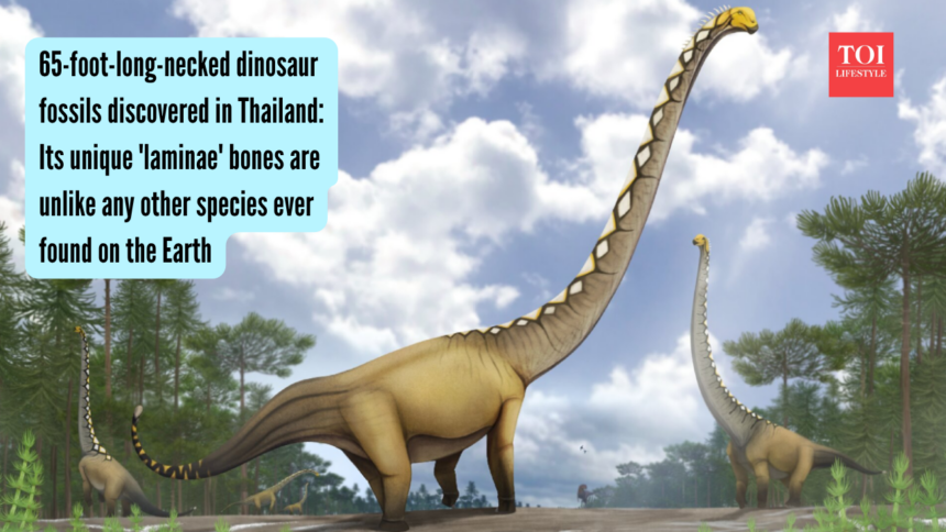 65-foot-long-necked dinosaur fossils discovered in Thailand: Its unique 'laminae' bones are unlike any other species ever fou