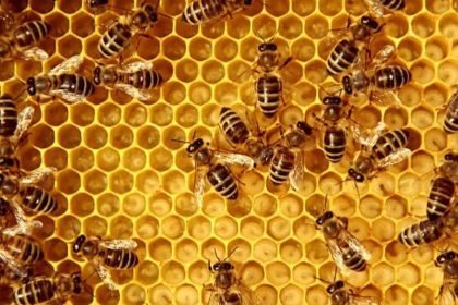 7 Animals that eat bees without letting stings stop them