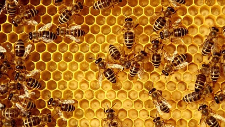 7 Animals that eat bees without letting stings stop them