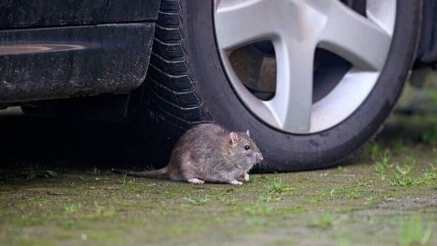 7 Natural ways to protect your car from rats and mice