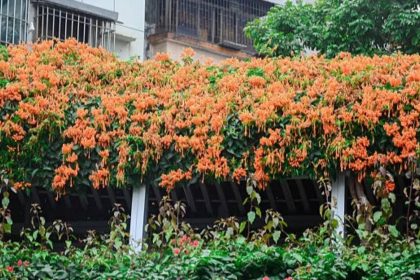 8 Plants that quietly attract sunbirds to Indian balconies