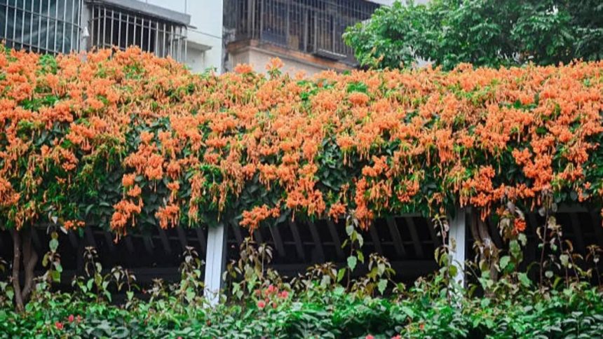 8 Plants that quietly attract sunbirds to Indian balconies