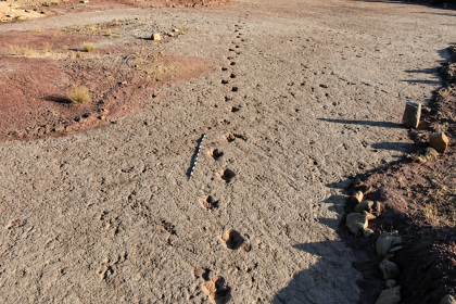 A 66-million-year-old dinosaur highway in Bolivia reveals more than 16,000 fossil footprints from the final days of the dinos