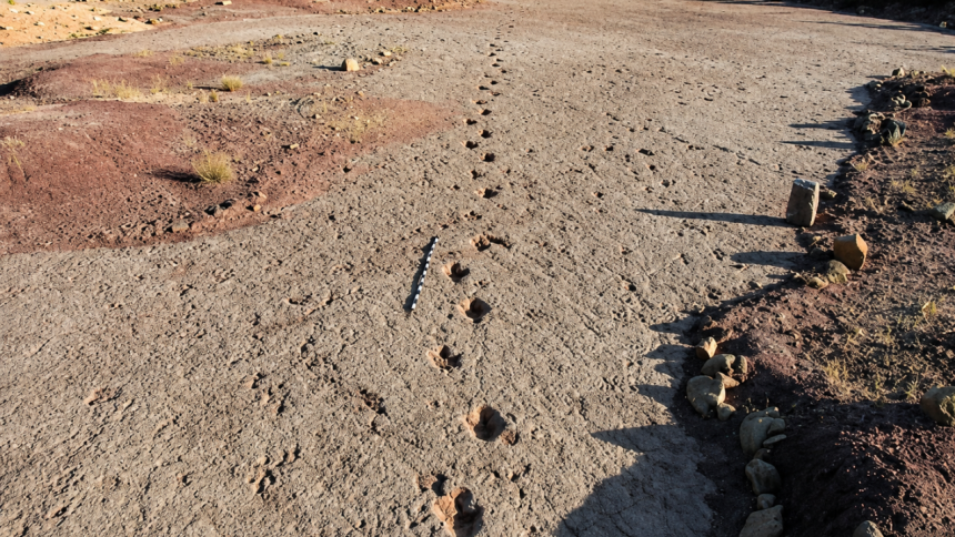 A 66-million-year-old dinosaur highway in Bolivia reveals more than 16,000 fossil footprints from the final days of the dinos