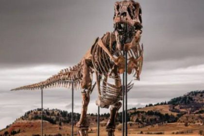 A 67-million-year-old T. rex discovered on a South Dakota ranch has sold for $50.1 million, becoming the most expensive dinos