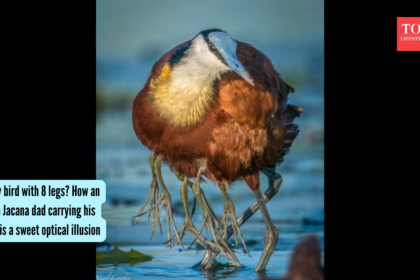 A fluffy bird with 8 legs? How an African Jacana dad carrying his chicks is a sweet optical illusion