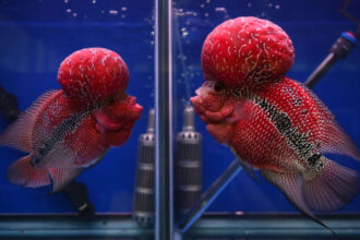 A human-bred aquarium fish prized for its bright colour has escaped into a Philippines crater lake