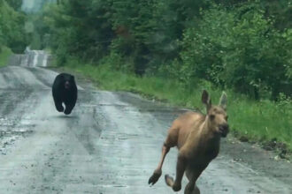 A Maine couple thought they were about to photograph a moose. Instead, a calf and a bear burst from the woods, and they had s