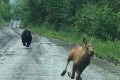 A Maine couple thought they were about to photograph a moose. Instead, a calf and a bear burst from the woods, and they had s