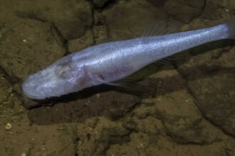 A scientist slipped into a pool beneath a US military base and found a 'demon cavefish'