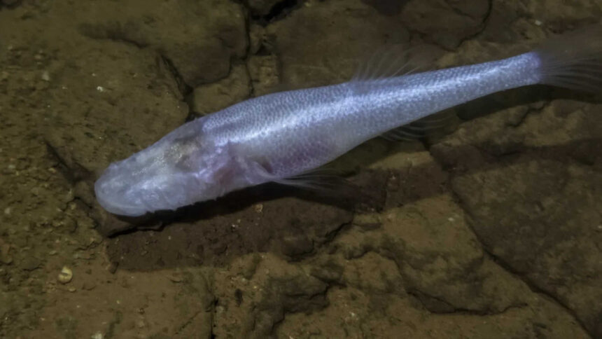 A scientist slipped into a pool beneath a US military base and found a 'demon cavefish'