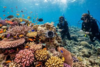 A silent coral reef came back to life after scientists played recordings of healthy reefs underwater