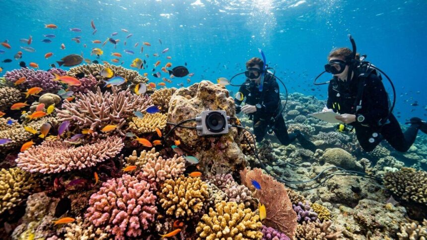 A silent coral reef came back to life after scientists played recordings of healthy reefs underwater