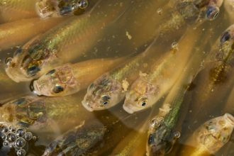A stormwater pond in Calgary appears filled with Prussian carp; the invasive fish can produce...