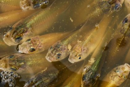 A stormwater pond in Calgary appears filled with Prussian carp; the invasive fish can produce...