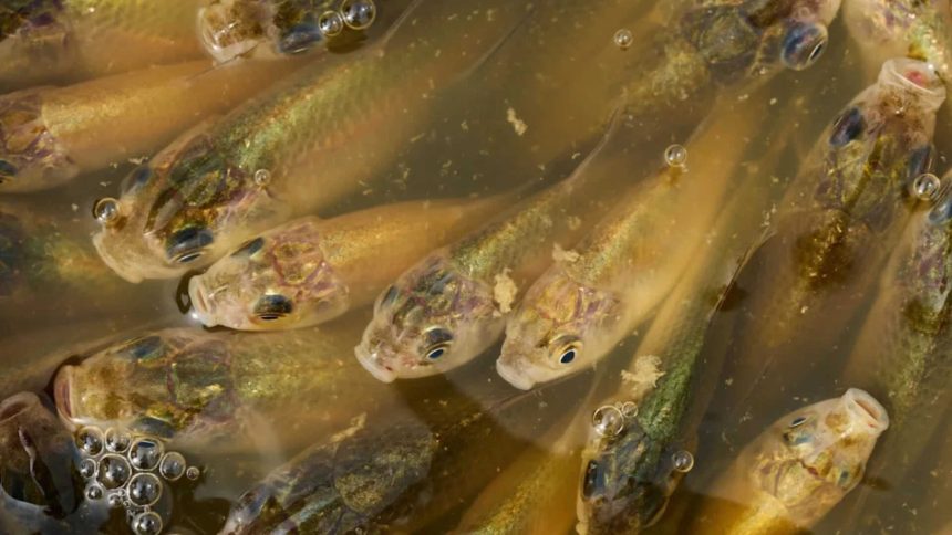 A stormwater pond in Calgary appears filled with Prussian carp; the invasive fish can produce...