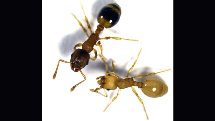 A tapeworm infects ants and makes them live several times longer by turning their bodies into...
