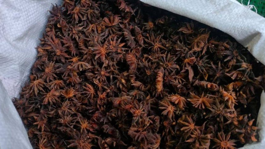 A wild Himalayan spice is helping 200 families protect 100 sq km of forest while generating an income of Rs 39 lakh
