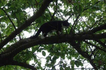 After 8 days stranded in a tree, Chleo the cat reunited with joyful New Britain neighbours