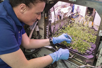 After growing plants in space for years, NASA research could help astronauts grow medicines on demand, starting with tobacco