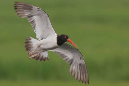 American oystercatchers were wiped out in New England, now their numbers are 45% higher along US coasts; here's how