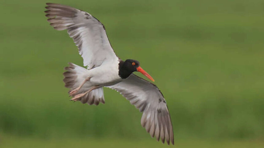 American oystercatchers were wiped out in New England, now their numbers are 45% higher along US coasts; here's how