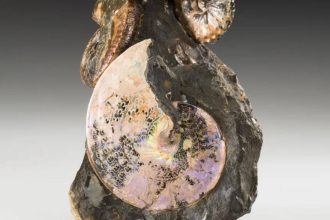 An ancient sea once divided North America from north to south; 70-million-year-old creatures from its waters still shimmer li