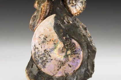 An ancient sea once divided North America from north to south; 70-million-year-old creatures from its waters still shimmer li
