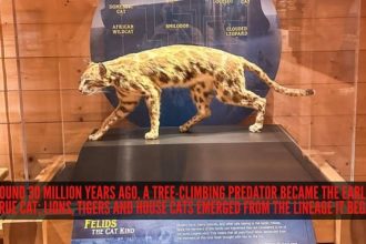 Around 30 million years ago, a tree-climbing predator became the earliest true cat; lions, tigers and house cats emerged from