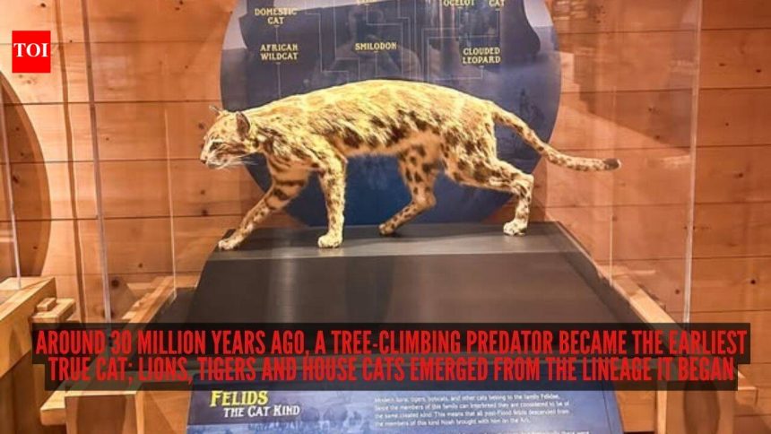 Around 30 million years ago, a tree-climbing predator became the earliest true cat; lions, tigers and house cats emerged from