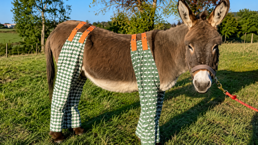 As temperatures soar, dozens of donkeys in UK are wearing pyjamas and 'don-gerees' to stop painful insect bites, and the clev