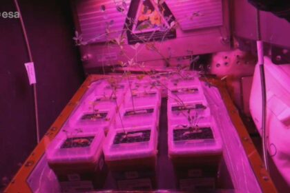 Astronaut reveals tiny ISS garden growing food for future moon and mars missions