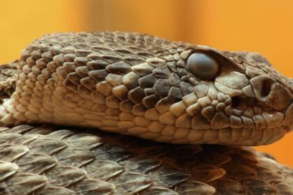 Australian brown snakes change their venom as they age, shifting from lizard-targeting neurotoxins to mammal-targeting blood-