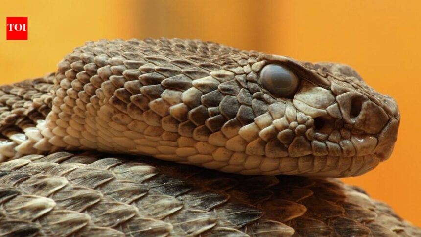 Australian brown snakes change their venom as they age, shifting from lizard-targeting neurotoxins to mammal-targeting blood-