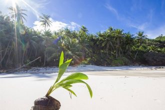 Australia's Christmas Island in the early 1900s was accidentally invaded by yellow crazy ants arriving in cargo shipments, bu