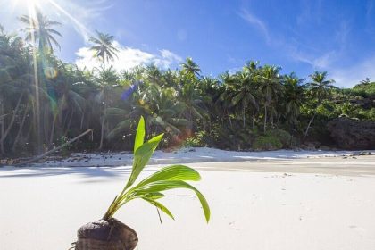 Australia's Christmas Island in the early 1900s was accidentally invaded by yellow crazy ants arriving in cargo shipments, bu