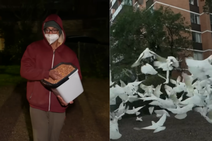 Australia's mysterious 'Birdman' has spent two years feeding birds in the middle of the night, leaving the neighbourhood plag