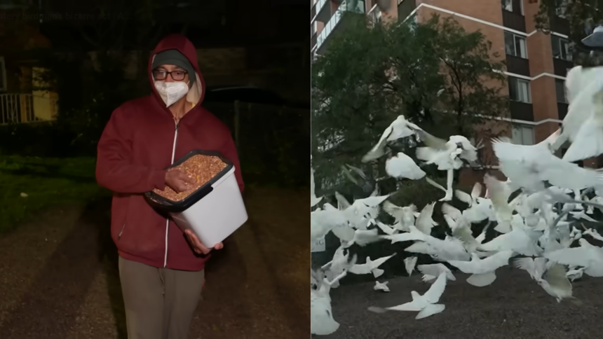 Australia's mysterious 'Birdman' has spent two years feeding birds in the middle of the night, leaving the neighbourhood plag