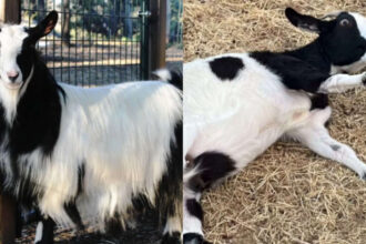 Baby goat falls after suddenly freezing mid-jump; an inherited muscle condition explains why