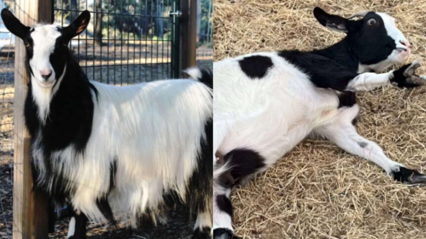 Baby goat falls after suddenly freezing mid-jump; an inherited muscle condition explains why