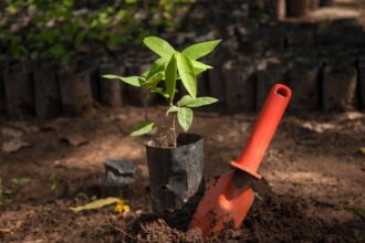 Bangladesh plans to plant 250 million trees in five years; conservationists warn the wrong trees could damage entire ecosyste