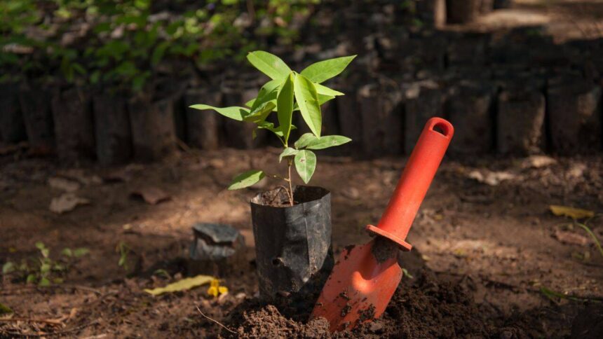 Bangladesh plans to plant 250 million trees in five years; conservationists warn the wrong trees could damage entire ecosyste